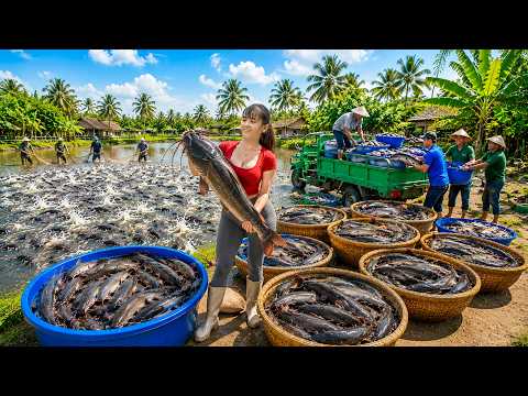 Massive Harvest: So Many Giant Catfish From Pond to Market -- حصاد ضخم: صيد قرموط عملاق من البركة