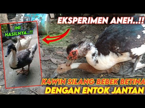 Entok Kawin Dengan Bebek