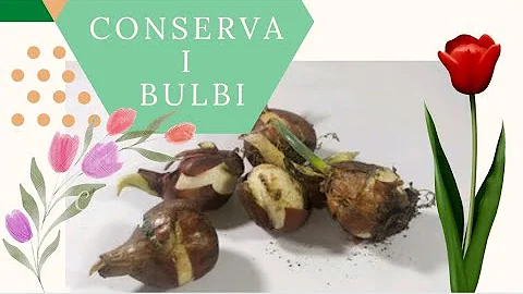 Cosa fare con i bulbi di tulipani dopo fioritura?