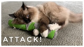 Ragdoll cat attacks toy! | Ragdoll kitten by Rex and Sky In the City 1,303 views 4 years ago 4 minutes, 30 seconds