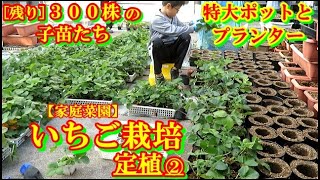 【家庭菜園】いちご栽培10月 定植②特大ポットで…来春の収穫を目指す(^^)息子と流れ作業