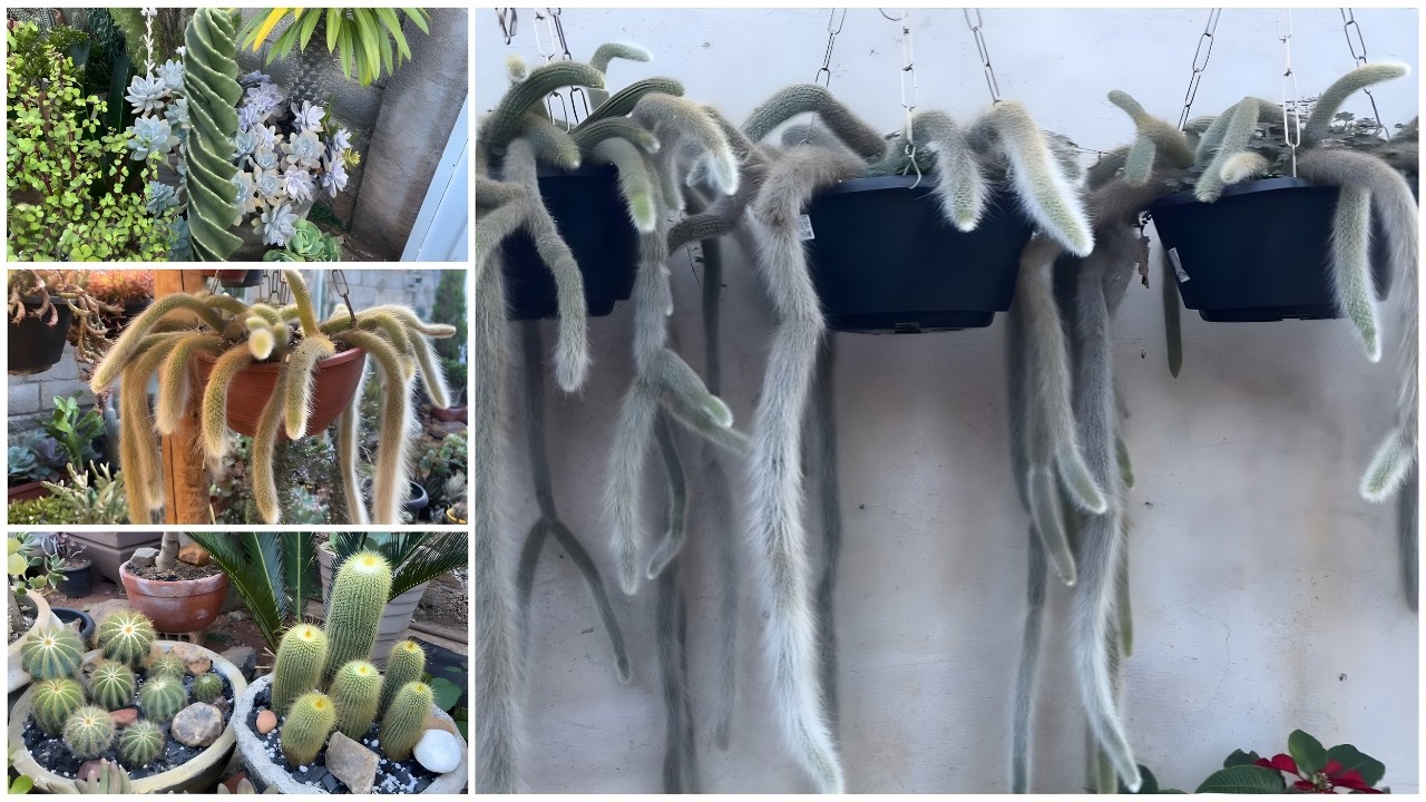 Atualização no Replantio dos Cactos e Suculentas | Replante da Minha Coleção