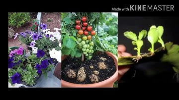 7 UNIT 1 Science Reaping Gold From Soil