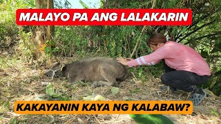 ANG PAGHATID NG KALABAW SA BUNDOK NAPAHIGA SA SOBRANG PAGOD
