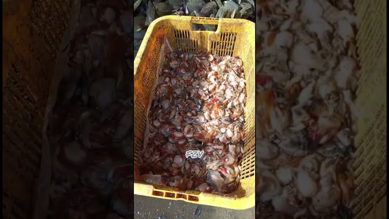 Scallop processing industry for the international market