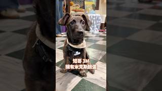 欸欸欸怎麼可能要他還在這！！！！😱😱😱 #浪短哥 #浪浪別哭台北店