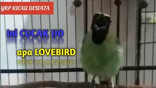 cucak ijo isian lovebird(lb)