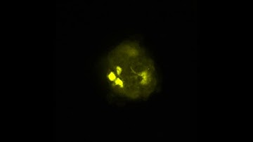 OpenLiver HepaRG NP 3D: CD68 Labeling and Tissue Clearing