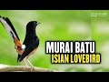 SUARA MURAI BATU ISIAN LOVEBIRD