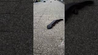 giant salamander walks down the street