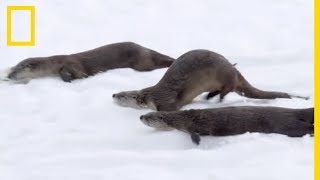 Des loutres qui jouent dans la neige