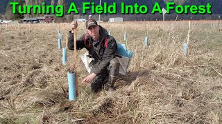 Turning A Field into A Forest by S&J Forest Products 3,033 views 1 year ago 10 minutes, 35 seconds