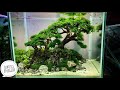 #165 Membuat Aquascape bonsai,mudah dan hemat (Subtitle english)