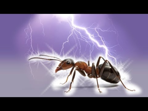 HOW TO MAKE YOUR OWN HOMEMADE ANT KILLER