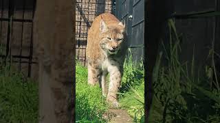Eurasian Lynx hunts by Stalking & Jumping on its Prey, helped by the Rugged Forested Country #shorts