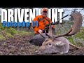 DRIVEN HUNT EPISODE 11 - Wild boar,  deer and mouflon at Eriksberg in southern Sweden