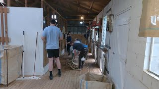 Shearing Hoggets| Pity their wool is worth nothing....