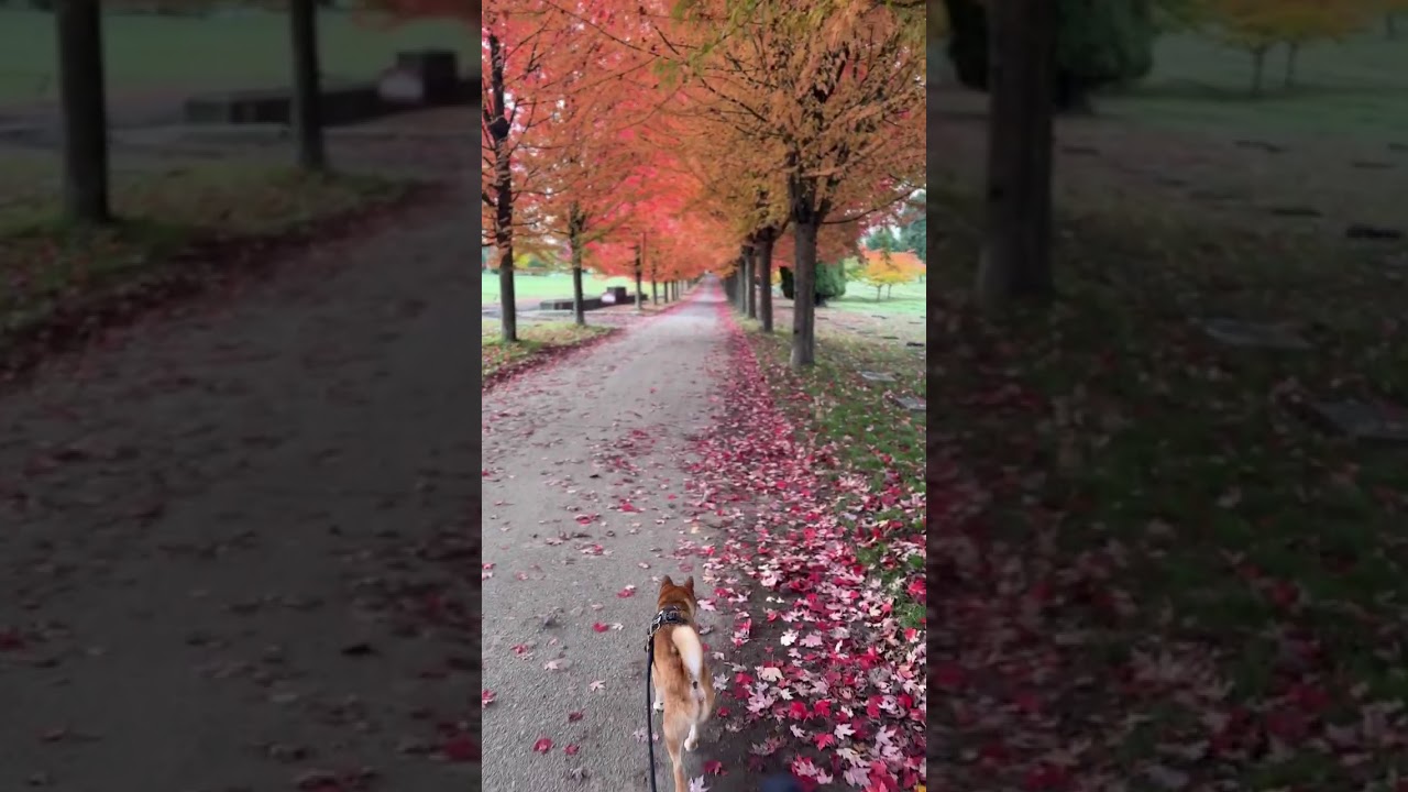 Beautiful Trees, Beautiful Shiba #kawaii #shibenation #shibainu #puppy