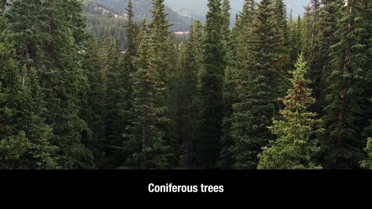 Adult Swim B&W Bump: Let’s Learn Trees