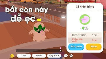 CÂU CÁ XIÊM HỒNG 2 PHÚT LÊN 1 CON - SỰ KIỆN HOA ANH ĐÀO PLAY TOGETHER