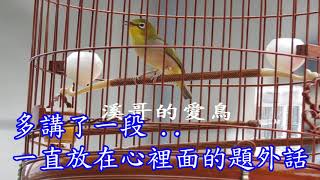 溪哥的愛將 - 個人飼養經驗分享、野訓綠繡眼(一)、如何從一整籠野生綠繡眼中、挑選出質優有潛力的鳴唱級新鳥