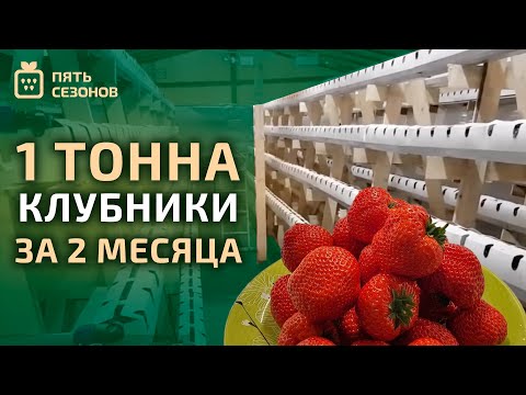 Помещение для зимнего выращивания клубники // Цель: 1 тонна за 2 месяца!!!