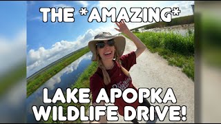 Exploring the AMAZING Lake Apopka Wildlife Drive | Orange County | Orlando | Florida