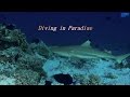 Diving in Paradise Diving Embudu Maldives 4K