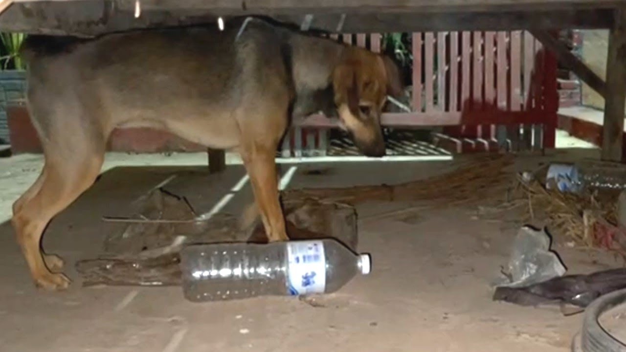 Two Puppies vs A Gecko