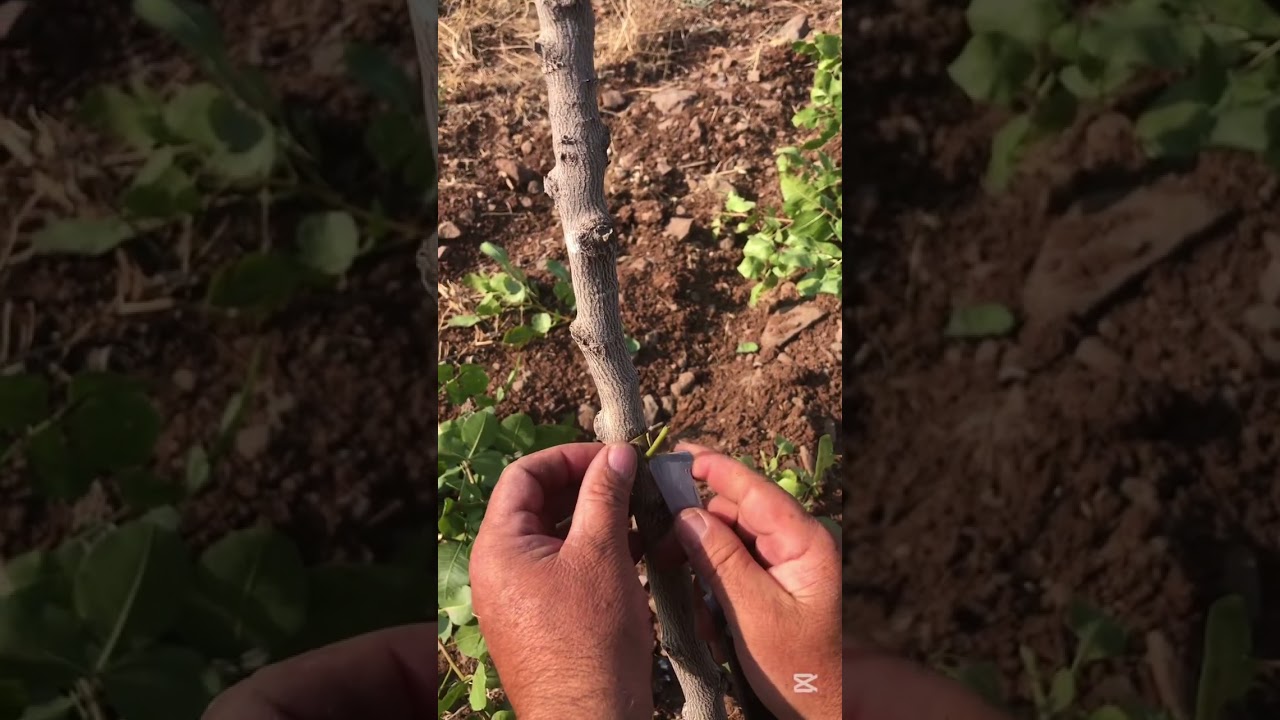 Antep fıstığı aşısı yapıyoruz, aşı kalemi nasıl alınır, aşı öncesi budama, Ayrıntılı anlatım￼