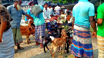 বানেশ্বর হাট থেকে গাভীন ছাগল কিনুন  || new goat video || jubo agro inside