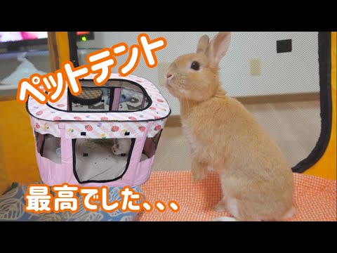 ペットテントで旅するうさぎ！？コンパクトで便利すぎる！A rabbit traveling in a pet tent! ? Compact and very convenient!【No.177】