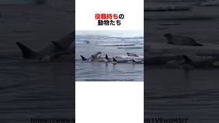 アニマル縦社会