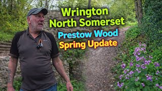 WRINGTON, NORTH SOMERSET, PRESTOW WOOD, SPRING UPDATE.