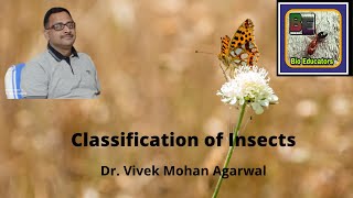 classification of insecta