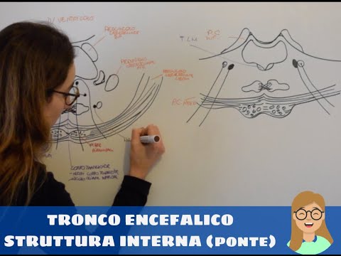 SISTEMA NERVOSO - tronco encefalico, struttura interna del ponte