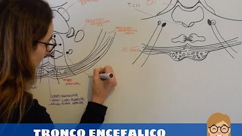 Cosa controlla il ponte di Varolio?