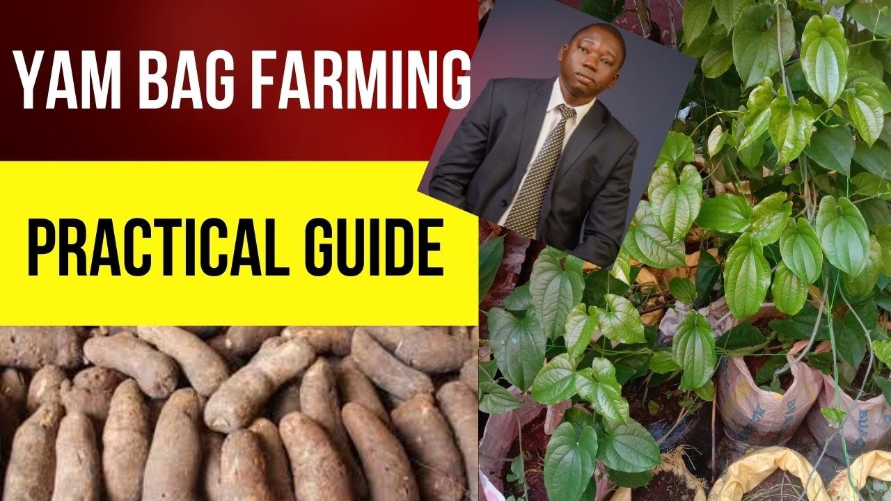 Practical stepbystep guide to yam sack farming Yam bag farming sac
