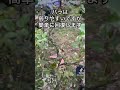 弱ったバラ回復法 #shorts #ガーデニング #園芸