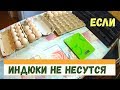 Почему индюки не несутся // Разведение индюков