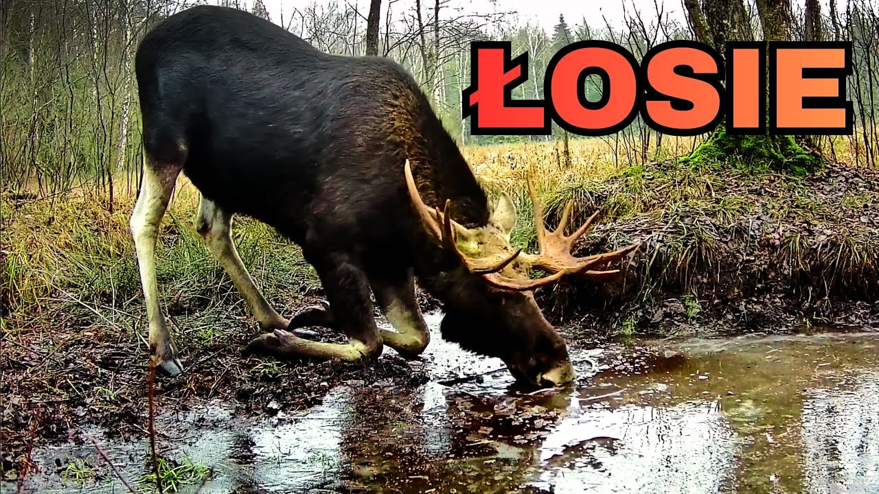 Łosie i lód #wildlife #nature #animals #moose #forest