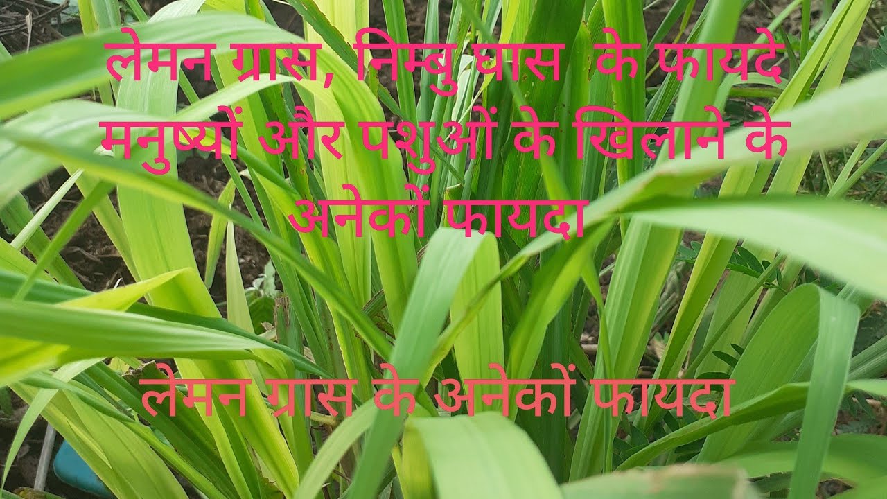 पशुओ और मनुष्यों मे लेमन ग्रास के फायदा BENEFITS OF LEMON GRASS लेमन