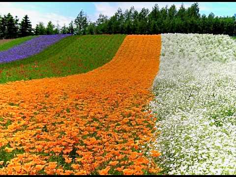 夏の北海道はラベンダー (2007年を再編集) - YouTube