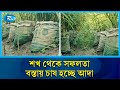 বাড়ির উঠানেই সাড়ে ৫ হাজার বস্তায় আদা চাষ! | Ginger Cultivation | Agriculture | Rtv News