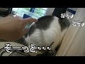 イタズラしている猫にイタズラしてみると・・・。