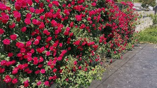 Cum Tai Trandafirii Urcatori Vara