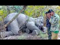 The Heroes in the wild - a mission to treat an injured wild elephant
