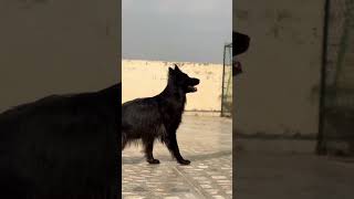 German shepherd dog kennel, #gsds #germanshepherd #germanshepheard #pets #puppy #love #animals