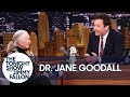 Dr. Jane Goodall Introduces Jimmy to Her Mascot Mr. H and Disneynature's Steve