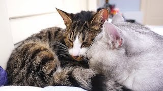 被救助的流浪猫终于感受到了家的温暖第一次肯接受人类的抚摸 李喜猫